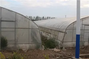 Economic Tunnel Plastic Greenhouse For Vegetable