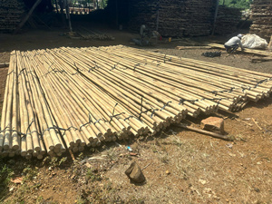 Poteaux en bambou Tam Vong du Vietnam, durables et flexibles, pour plantes grimpantes, agriculture, aménagement paysager et projets extérieurs - Product Image 3