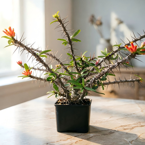 [Euphorbia Pedilanthoides] <span class=keywords><strong>Cactus</strong></span> Raro Imitador <span class=keywords><strong>de</strong></span> Pájaros, Proveedor con MOQ Bajo, Certificado Fitossanitario, Suculenta Exótica <span class=keywords><strong>de</strong></span> Caudex - Product Image 1
