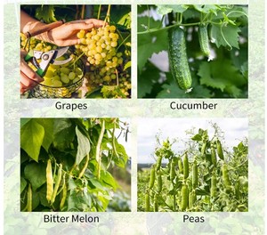 Kletter pflanzen im Freien, A-<span class=keywords><strong>Frame</strong></span> Gurken gitter wachsen Unterstützung für Bohnen Tomaten gemüse Blumen - Product Image 6