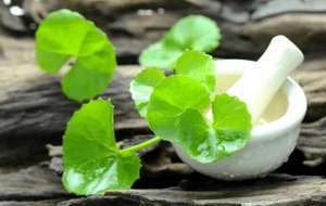 食品グレード10% アジアチコサイドパウダー天然<span class=keywords><strong>Centella</strong></span>アジアチカエキスを真空パックボトルとドラムで包装 - Product Image 3