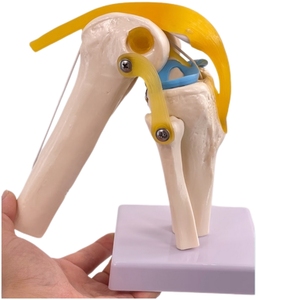 Modelo anatómico de la articulación de la <span class=keywords><strong>rodilla</strong></span> del <span class=keywords><strong>esqueleto</strong></span> <span class=keywords><strong>humano</strong></span> de tamaño real de anatomía médica - Product Image 1