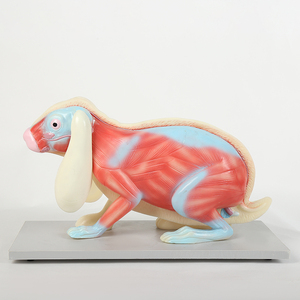 Mô Hình Động Vật Cho Giảng Dạy Ếch Gà Và Cá Mô Hình Sinh Học Mô Hình Giảng Dạy - Product Image 6