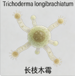 Trichoderma Longibrachiatum - Product Image 6