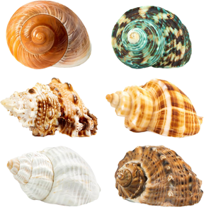 Adornos de Conchas Marinas Naturales Hechos a Mano en Varias Formas, Conchas Marinas para Proyectos Creativos de Bricolaje y Regalos de Decoración del Hogar - Product Image 1