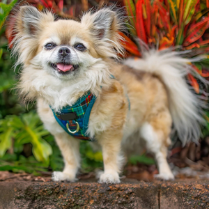 高品質クラシック格子柄ステップイン犬用ハーネス、丈夫で引っ張り防止、XS～中型犬用 - Product Image 2