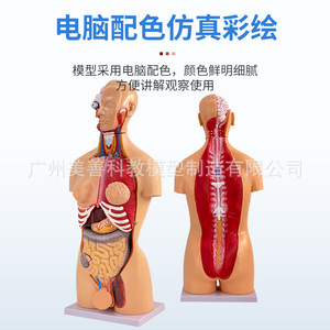 Torse bisexuel de 85 cm, structure d'organes humains détachable en 23 pièces, anatomie tissulaire, structure des organes internes, structure de distribution des organes - Product Image 5