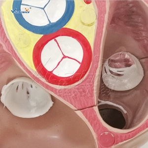 Modello di Cuore Umano Grande 5 Volte la Dimensione Naturale per Insegnamento Medico con Atri, Ventricoli e Valvole - Product Image 4