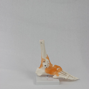 Modèle fonctionnel de l'articulation du pied, modèle d'articulation humaine, modèle pédagogique, fabricant de modèles d'os du pied en gros. - Product Image 1