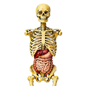 Sangat realistis tulang belakang dapat dilepas dengan primer anatomi kunci berlabel 3D-Printed kerangka sistem Model pengajaran - Product Image 3