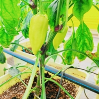 Système hydroponique de seau néerlandais de culture de fruits de légumes en plastique de haute qualité à faible coût