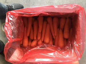 Bio-Karotte Sorte 316 Rot 20cm 0,15kg Karton Frisches Lebensmittel Umbellige Gemüseart Shandong 3 Monate Haltbarkeit Kühllagerung - Product Image 4