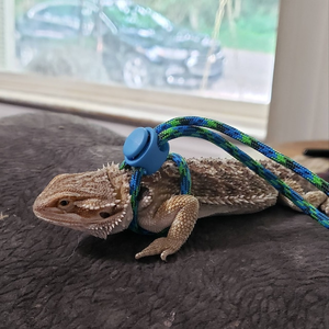 Nouveau petit animal de compagnie réglable doux harnais laisse oiseau perroquet souris furets <span class=keywords><strong>Rat</strong></span> animal cochon Hamster laisse - Product Image 5