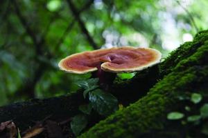 ผง30% โพลีแซคคาไรด์50% 40% ผงสกัดจากเห็ดหลินจือออร์แกนิกแท้100% บรรจุในถัง - Product Image 4