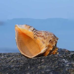 Hot <span class=keywords><strong>Sale</strong></span> Polierte natürliche Meeres schnecke Muschel schale Elfenbein Handwerk für Strand dekor Kleine Einsiedler krabben schalen für Souvenirs - Product Image 2