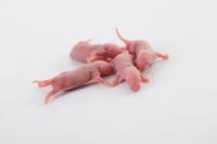 Ferme Race Frozen Souris Rats pour Pet Serpents Lézards Grenouilles Tortues Crocodiles Renards Hawks Chats Reptile Nourriture