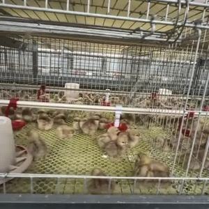 L'alta qualità Q235 acciaio zincato rete metallica per il pollo uccelli pollame batteria gabbia di Broiler direttamente dalla cina - Product Image 6