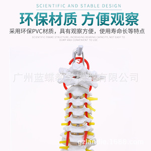 Modelo de Columna Vertebral Humana de 80 cm, Esqueleto de Ejercicio Médico para Adultos 1:1, Modelo de Columna Cervical y Lumbar - Product Image 4