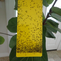 Hangende Appel Fruitvliegenval Papier Geel Kleverige Fruitvliegval Voor Huisplan