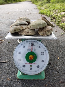 Vỏ Bào Ngư Tự Nhiên Được Đánh Bóng, Vỏ Bào Ngư Lớn Lấp Lánh-Vỏ Bào Ngư <span class=keywords><strong>Paua</strong></span> (Ws0034587176063 - Product Image 6