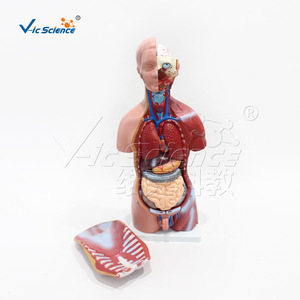 Modèle de torse intersexuel VIC-205 de 45 cm, modèle de torse anatomique humain détachable pour l'enseignement - Product Image 3