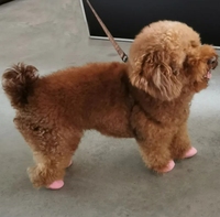 Chaussures imperméables pour chien Bottes de pluie en caoutchouc pour chien Chaussures jetables Accessoires pour chien Chaussures d'extérieur Chaussettes