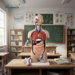 Modelo de Torso de Esqueleto de Anatomía Humana de 27 Partes, Doble Sexo, Tamaño Real con Espalda Abierta, Plástico/PVC para Escuelas y Hospitales por Vic Science - Product Image 3