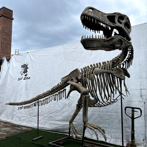 Fósil <span class=keywords><strong>de</strong></span> Tiranosaurio <span class=keywords><strong>Rex</strong></span> <span class=keywords><strong>de</strong></span> Resina Artificial <span class=keywords><strong>de</strong></span> Alta Calidad para Exhibición en Museos - Product Image 1