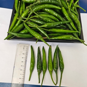 Pimiento de chile verde fresco de alta calidad del fabricante superior de Chile de Vietnam, especias picantes listas para exportar - Product Image 3