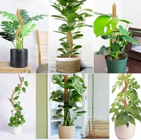 Tongkat joran tanaman creeper kelapa alami joran coco joran Coir