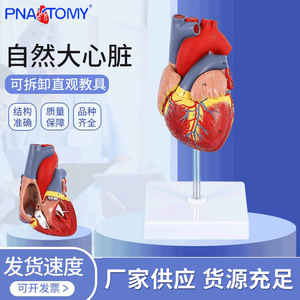 Modelo de Corazón Humano Bestcare, Anatómico y Desmontable, Escala 1:1, Ayuda Didáctica Médica con Trombosis y Vasos Sanguíneos - Product Image 5