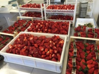 Fraises séchées biologiques AD 500G Uniques et irrésistibles