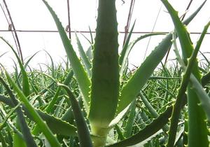 Pasokan pabrik ISO bubuk ekstrak lidah buaya Barbaloin <span class=keywords><strong>Aloin</strong></span> <span class=keywords><strong>98</strong></span>% - Product Image 5