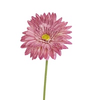 Batang Bunga Gerbera Buatan 58cm, Sentuhan Alami, untuk Dekorasi Rumah Dalam Ruangan