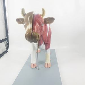 Modelo <span class=keywords><strong>de</strong></span> <span class=keywords><strong>esqueleto</strong></span> <span class=keywords><strong>de</strong></span> músculo <span class=keywords><strong>bovino</strong></span> y órganos internos <span class=keywords><strong>de</strong></span> PVC, simulador <span class=keywords><strong>de</strong></span> entrenamiento <span class=keywords><strong>de</strong></span> enfermera para ciencia médica, anatomía <span class=keywords><strong>de</strong></span> vaca - Product Image 4