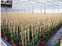 Treillis de cerceau en bambou fait à la main pour la croissance de plantes grimpantes de pois de tomate de concombre