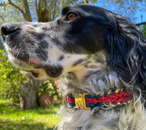 Collare per Cani e Gatti in Paracord Resistente, Impermeabile, con Fibbia Metallica Intrecciata Moderna, per Addestramento, per Maschi e Femmine - Product Image 5