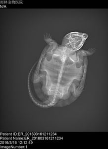Sistema de Rayos X Digital Veterinario Iray Mars 17x17, Sistema de Radiografía Veterinaria Inalámbrico CR DR 17*17 con Detector de Panel Plano - Product Image 6