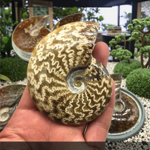 Spécimen fossile d'<span class=keywords><strong>ammonite</strong></span> irisé naturel de Madagascar escargot en cristal opalisé pour l'éducation aux sciences biologiques de base - Product Image 1