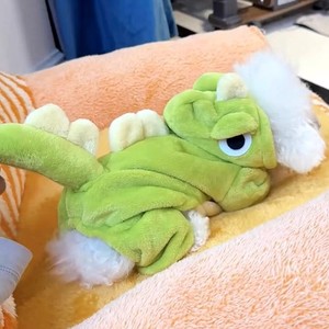 Nueva Ropa <span class=keywords><strong>de</strong></span> Invierno para Perros con Diseño <span class=keywords><strong>de</strong></span> Dinosaurio <span class=keywords><strong>de</strong></span> Dibujos Animados, Ropa Cálida <span class=keywords><strong>de</strong></span> Franela para Mascotas, Osito Panda, Gato - Product Image 4