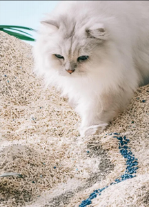 मिश्रित बिल्ली लिटर प्राकृतिक बीन दही अवशेष/टैपिओका स्टार्च सोडियम बेंटनाइट वैज्ञानिक रूप से तैयार लंबे समय तक चलने वाली गंध - Product Image 5