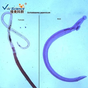 Kính hiển vi chuẩn bị Slide ký sinh trùng Bộ 10 chiếc - Product Image 5