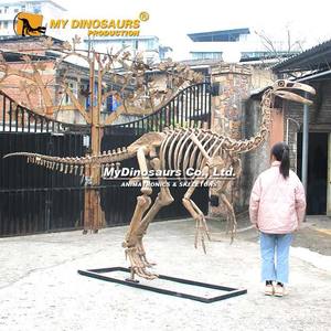 Mon squelette d'animal préhistorique éducatif fait main haute <span class=keywords><strong>simulation</strong></span> Dino <span class=keywords><strong>DS</strong></span>-118 - Product Image 4