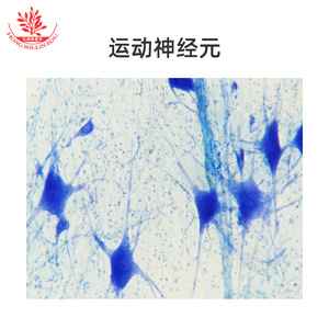 Las secciones de muestras de microscopio de laboratorio biológico presentan estructuras típicas y un coloración clara y brillante; 25 tipos de portaplatinas con - Product Image 5