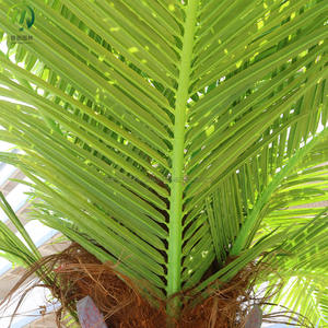 Commercio all'ingrosso della fabbrica alberi di <span class=keywords><strong>palma</strong></span> albero artificiale decorazione interna falso palme grandi alberi di cocco per <span class=keywords><strong>la</strong></span> decorazione <span class=keywords><strong>del</strong></span> giardino di nozze - Product Image 2