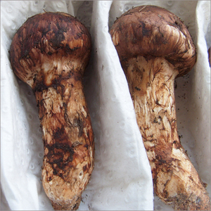 <span class=keywords><strong>Champignon</strong></span> de <span class=keywords><strong>matsutake</strong></span> sauvage biologique de qualité AAA, <span class=keywords><strong>prix</strong></span> de musutake de pin sauvage - Product Image 2