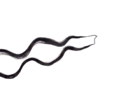 Extensions au crochet 50G pour tresses, en fibres protéinées bouclées Deep Wave, avec cordons sans nœuds, anti-emmêlement et nœuds invisibles miracle