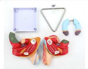 Il materiale del PVC del modello di anatomia riproduttiva maschile include i modelli del pene e del testicolo per la formazione con le caratteristiche esterne interne - Product Image 5