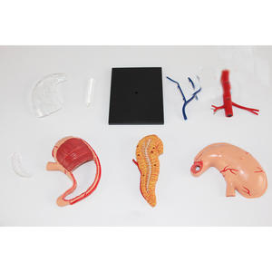 Nouveau système lymphatique <span class=keywords><strong>4D</strong></span> naturelle, modèle 2/3, 9 parties - Product Image 3