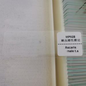 1 조각 남성 <span class=keywords><strong>Ascaris</strong></span> lumbricoides 기생충 준비 슬라이드 도매 공급 업체 - Product Image 3